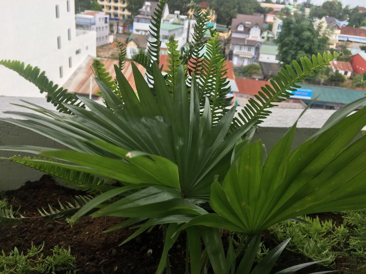 Ivy Hotel Dalat Kültér fotó